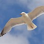 Image result for Animals Flying in the Air