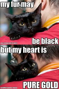 Image result for Funny Cat Quotes Black