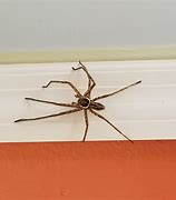 Image result for Florida Wood Spider