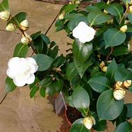 Image result for Camellia japonica Nuccios Gem