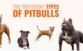 Image result for Different Types of Pit Bulls