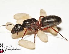 Image result for camponotus_herculeanus