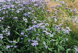 Image result for Aster ageratoides Harry Schmidt