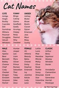 Image result for Girl Cat Name Ideas