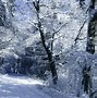 Image result for Winter Woods Wallpaper