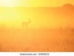 Image result for African Ram Animal