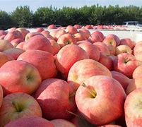 Image result for What Is a Gala Apple