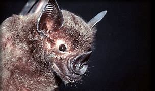 Image result for Bats Prey