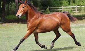 Image result for Hackney Horse Breed