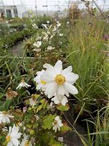 Image result for Anemone Snow Angel