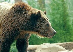 Image result for Bear Face Movie