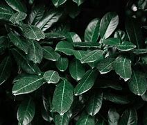 Image result for Dark Green Plants Wallpaper