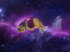 Image result for Animals in Galaxy Meme