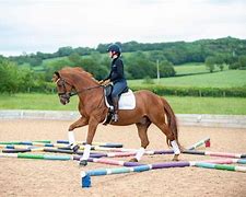 Image result for Horse Pole Exercises