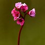 Image result for Bergenia cordifolia Herbstblüte