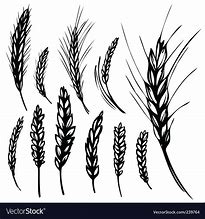 Image result for Rye Grain Vector