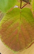 Image result for Kiwi Plant Leaves