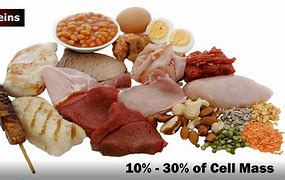 Image result for High Quality Protein Foods