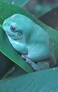 Image result for Funny Frogs with Teeth