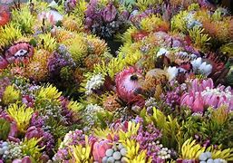 Image result for Indigenous Plants Cape Town