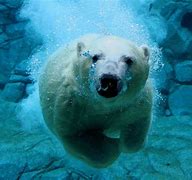 Image result for Polar Bear Diving