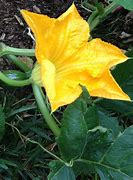 Image result for Squash Plant Front Yard