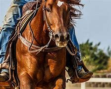 Image result for Horse Doing a Sliding Stop