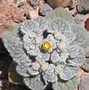Image result for Yellow Desert Flowers Arizona