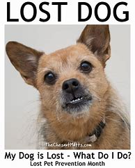 Image result for I Lost My Dog Again Meme