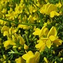 Image result for Yellow Flower Bush