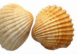 Image result for Authentic Giant Clam Shell PNG