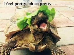 Image result for Turtles Funny Animal Memes