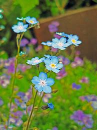 Image result for Forget Me Not Badges Dementia