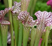 Image result for Carnivorous House plants