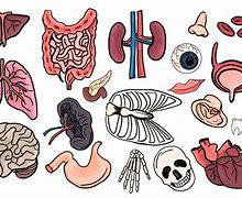 Image result for Anatomy ClipArt