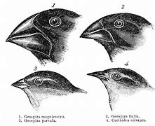 Image result for Evolution Drawing