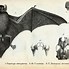 Image result for Vintage Bat Print