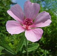 Image result for Althaea cannabina