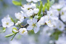 Image result for Spring Flowers with White Background