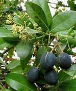 Image result for aguacatillp