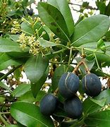 Image result for aguacatkllo