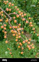 Prunus armeniaca 的图像结果
