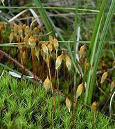 Image result for Polytrichum Commune