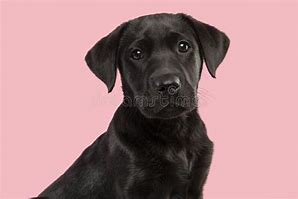 Image result for Black Labrador Retriever