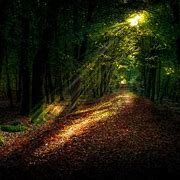 Image result for Dark Forest Wallpaper 4K