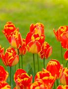 Image result for Tulip Banja