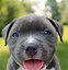 Image result for What Is a Pit Bull Puppy