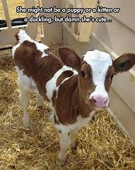 Image result for Baby Cow Meme