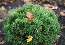 Image result for Pinus mugo Allgaeu