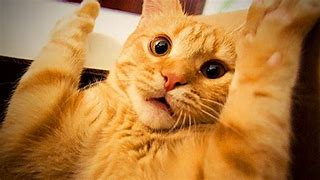 Image result for Funny Cat React
